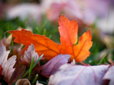 осень, обои, трава, фон, листики, фото, природа, цвета, яркие, макро, размытость