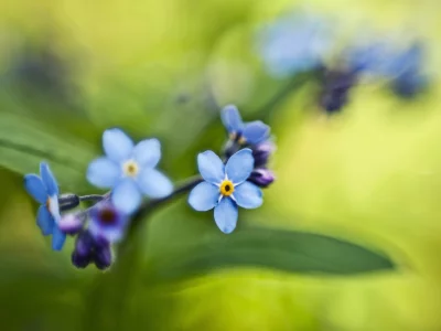 незабудки, зелень, весна, макро, букет, листья, голубые, цвет, цветы