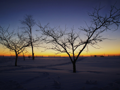 утро, дерево, пейзажи, деревья, природа, фото, рассвет, sunrise, зимние обои, зима, снег