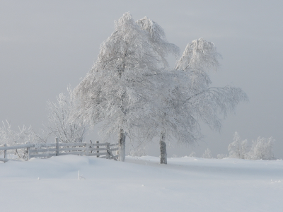 деревья, снег, туман, зима