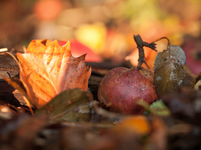 макро, яблоко, осень, дары осени, листва