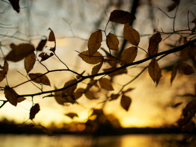 листья, осень, дерево, осенние обои, фотографии, природа, макро