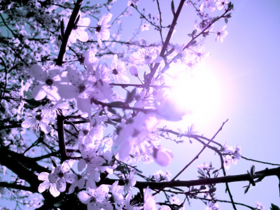 дерево, весна, цветочки, ветки