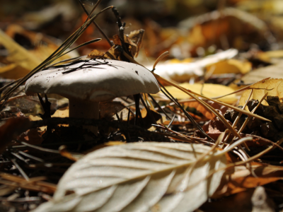 лес, гриб, осень