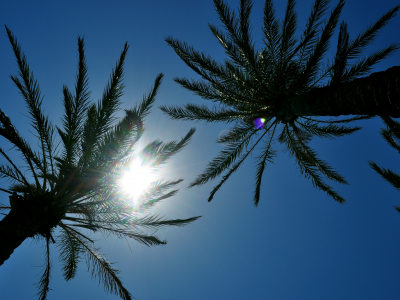 солнце, отдых, небо, пальмы
