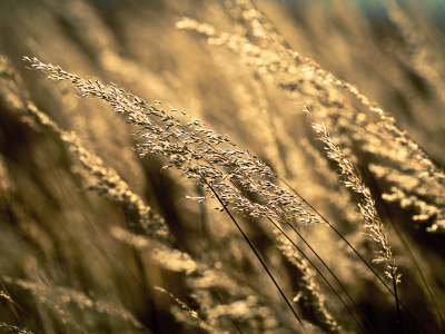поле, урожай, трава, поля природа с природой, осень, пшеница