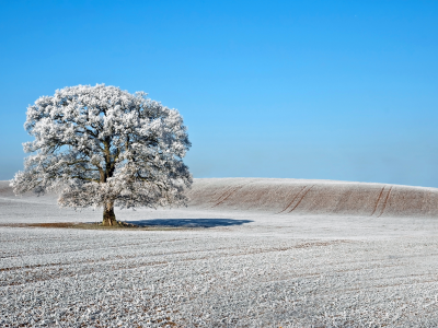дерево, иней, поле, природа, зима