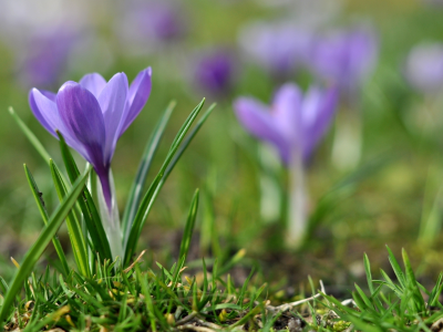 земля, размытость, весна, цветок, фиолетовый, крокус, первоцвет, трава, макро, сиреневый