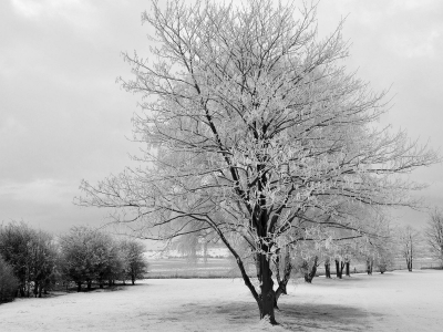 снег, деревья, пейзаж, зима, природа, чб