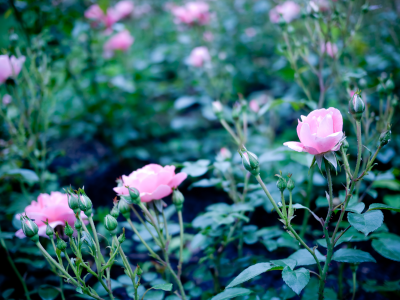 цветы, розы, rose, розовые, бутоны, лепестки, куст, цветок