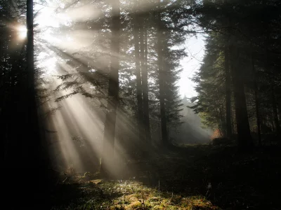 свет, лес, природа, лучи