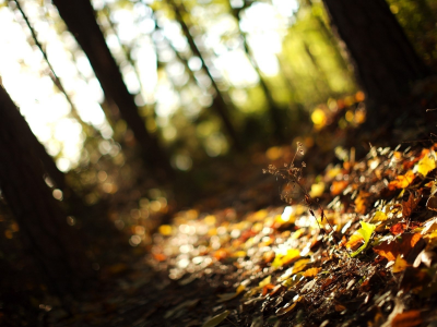 фокус, лес, листья, размытость, осень, деревья, свет, природа, трава