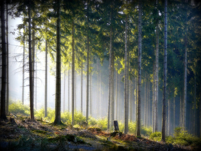 лес, природа, стволы