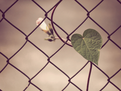 ограда, сердце, проволка