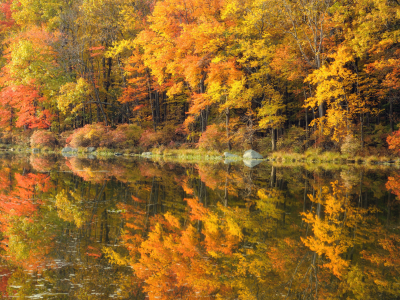золото, зеркало, природа, осень, река