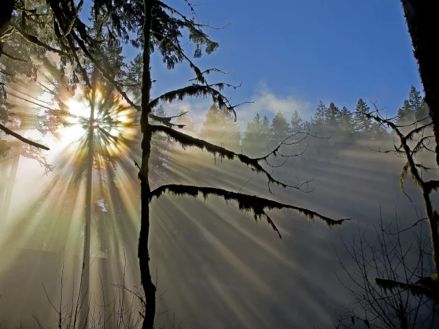 солнечные лучи, солнце, природа, лес, деревья, мох