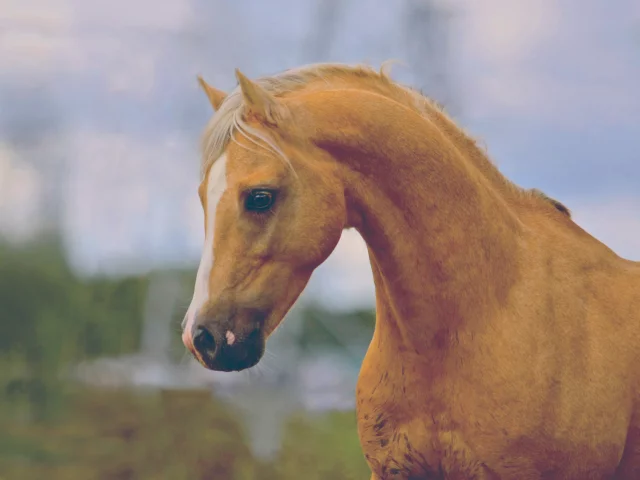 лошадь, рыжий, лето