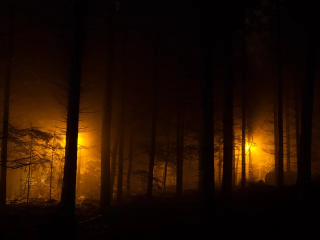 лес, ночные огни, фонари, evening lights, огни, ночь