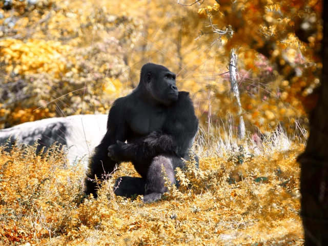 this fall and stopped, at the zoo, went to detroit