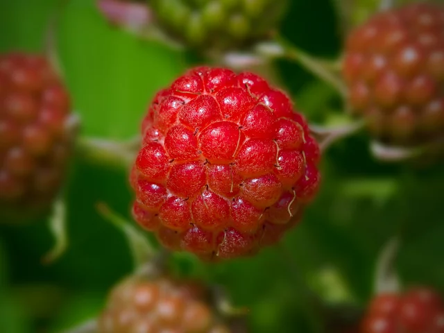 raspberry, ягода, малина, малинка, bohemien