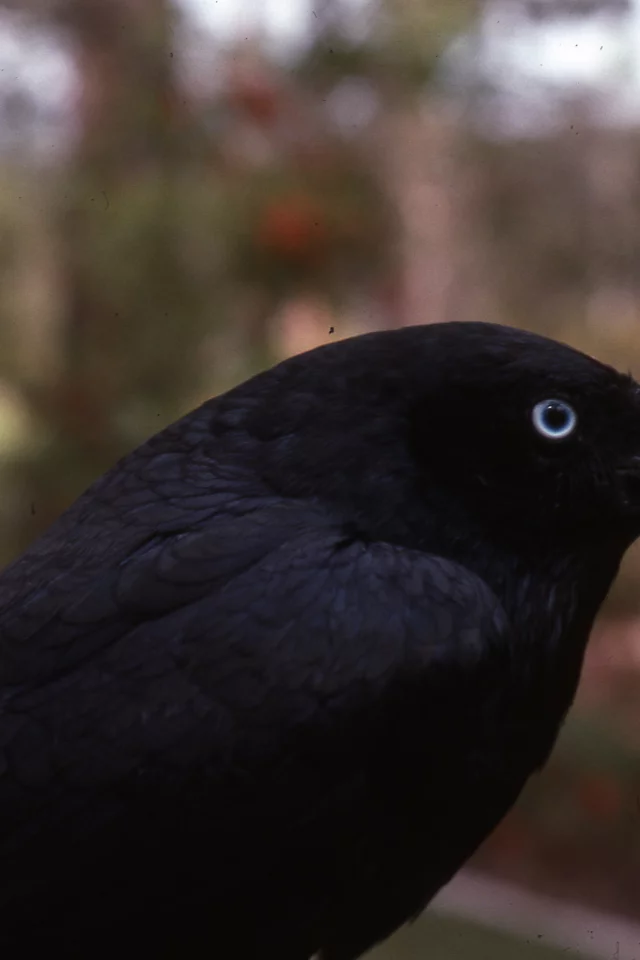 torresian crow, птицы, ворон, животные