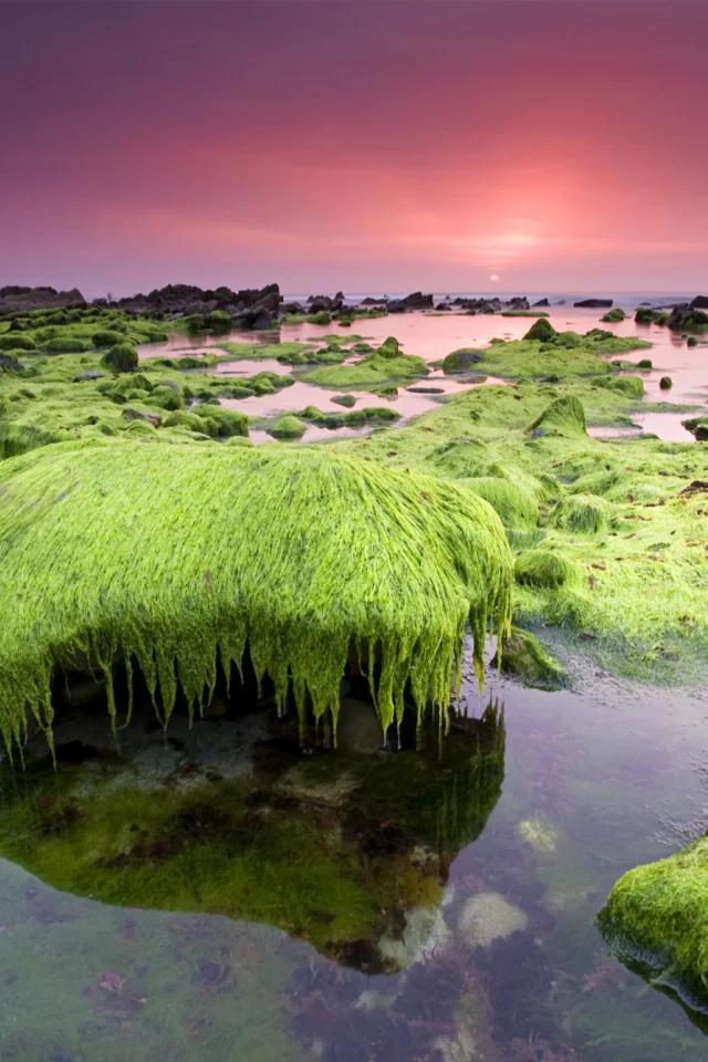 водоросли, небо, море