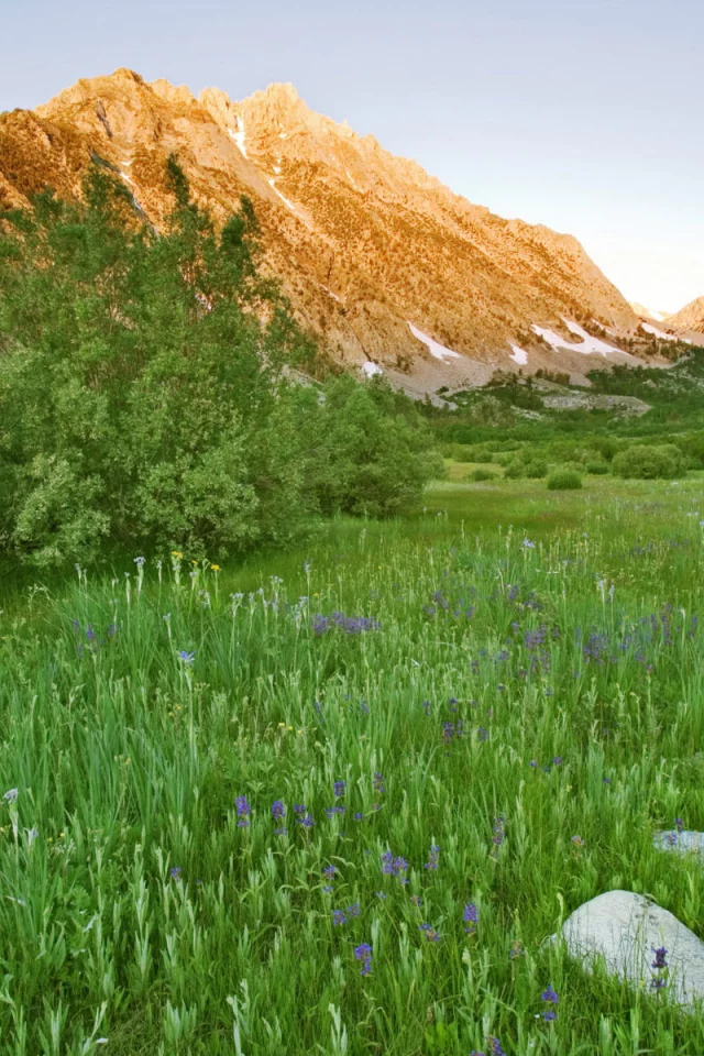 кустарник, цветы, горы, зелень, трава, яркая