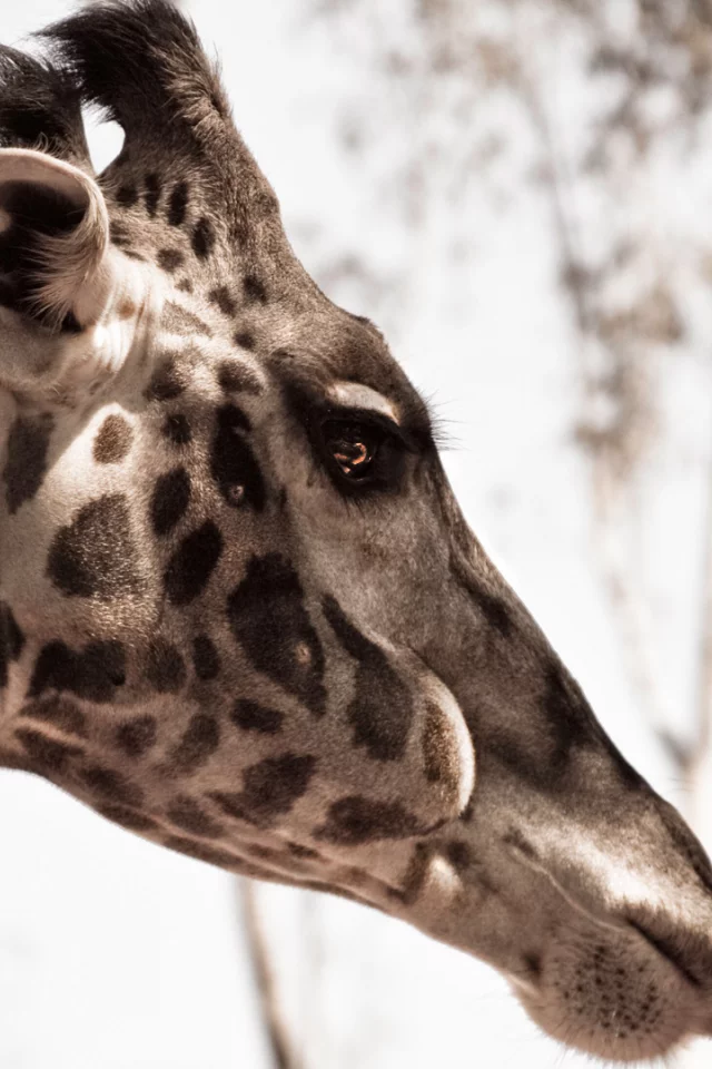 animal, природа, жираф, макро, giraffe