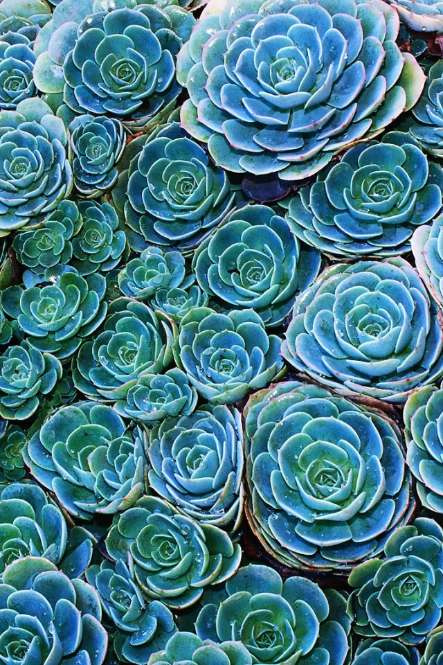 echeveria, cactus, зеленый