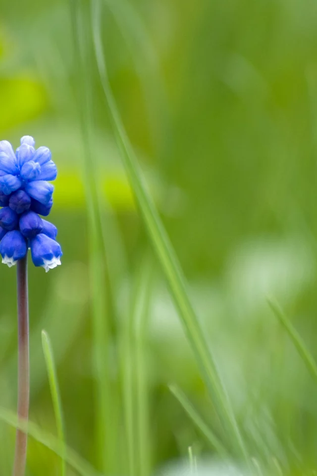 синий, mouse flower, один