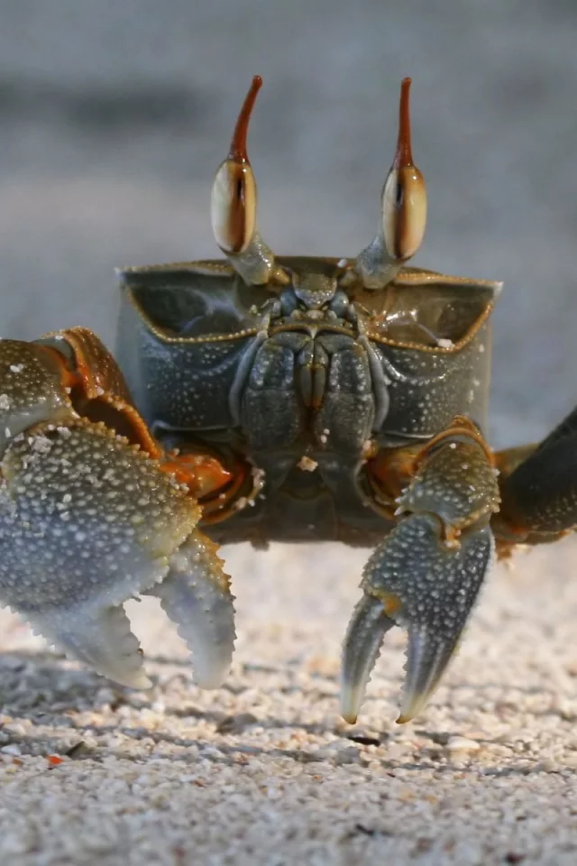 crab, песок, краб