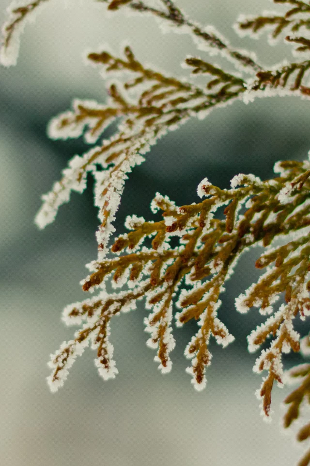 зима, ветка, снег, winter2k10, hombre