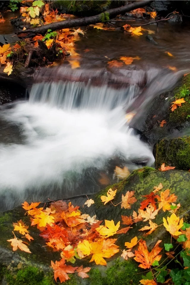 осень, вода, листва, поток, природа