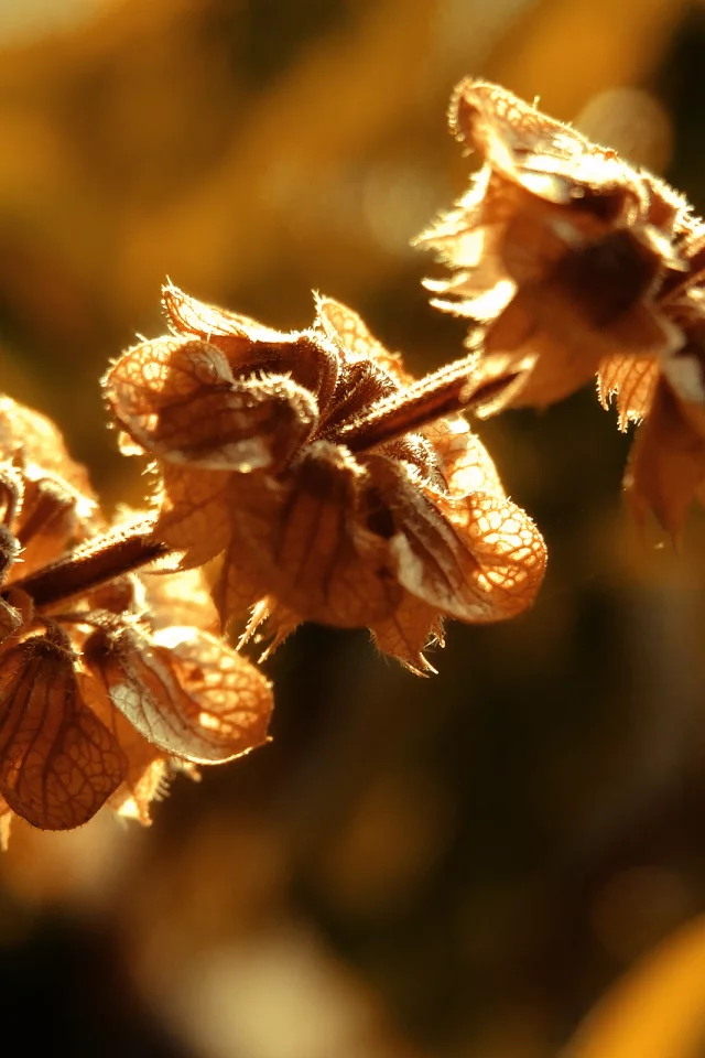 2560x1600, autumn, свет, nature, солнце, sunlight, природа, macro, осень, макро