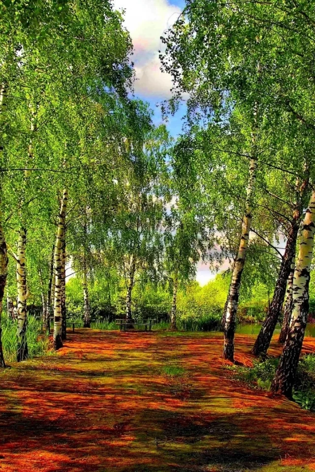 березы, речка, небо