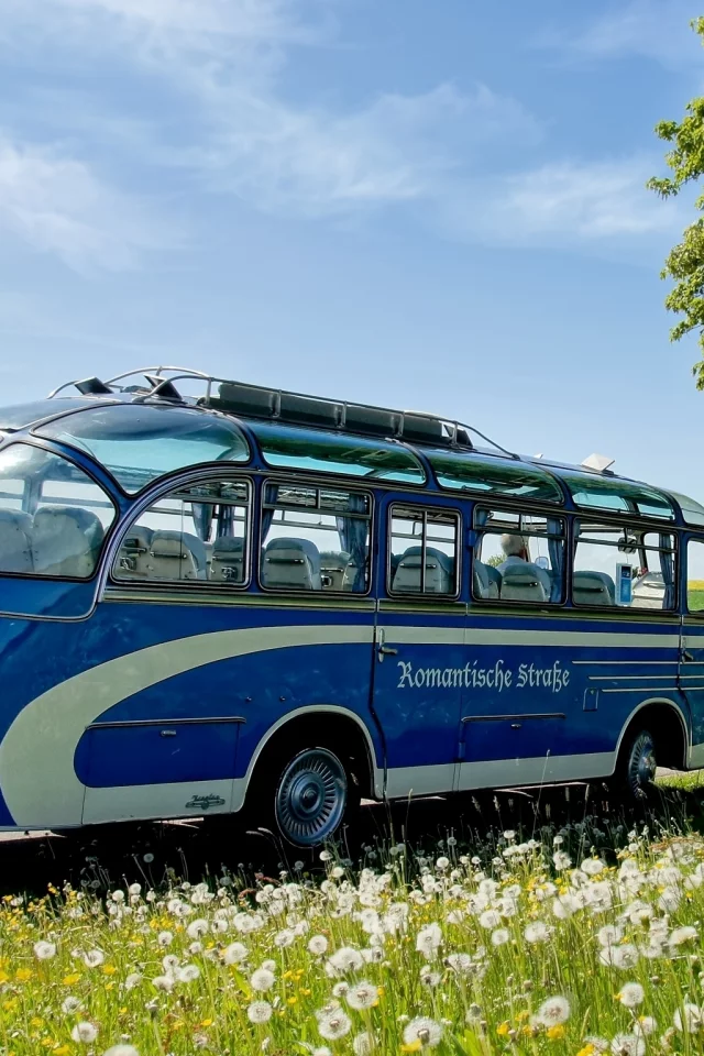 одуванчики, синий, трава, nh, дорога, неоплан, bus, 67, цветы, neoplan, автобус, дерево, небо
