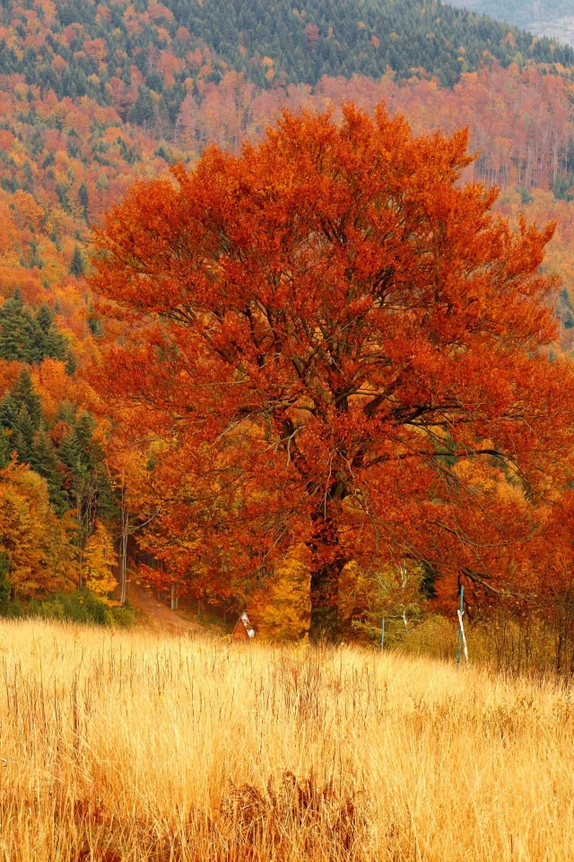 лес, осень, дерево