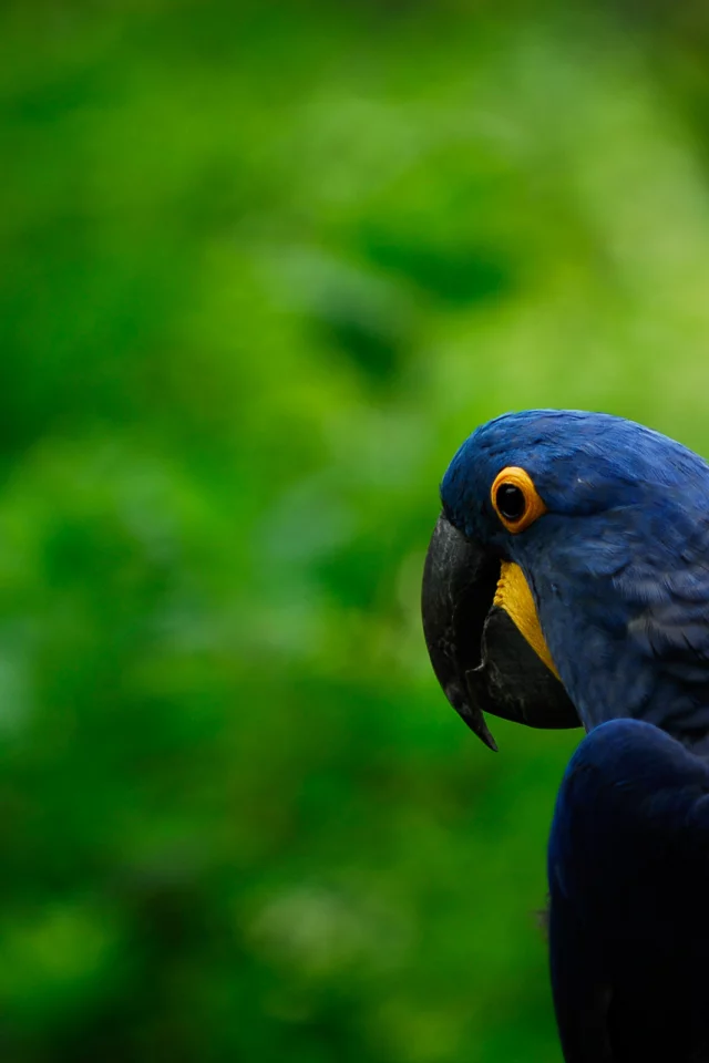 parrot, попугай, птица