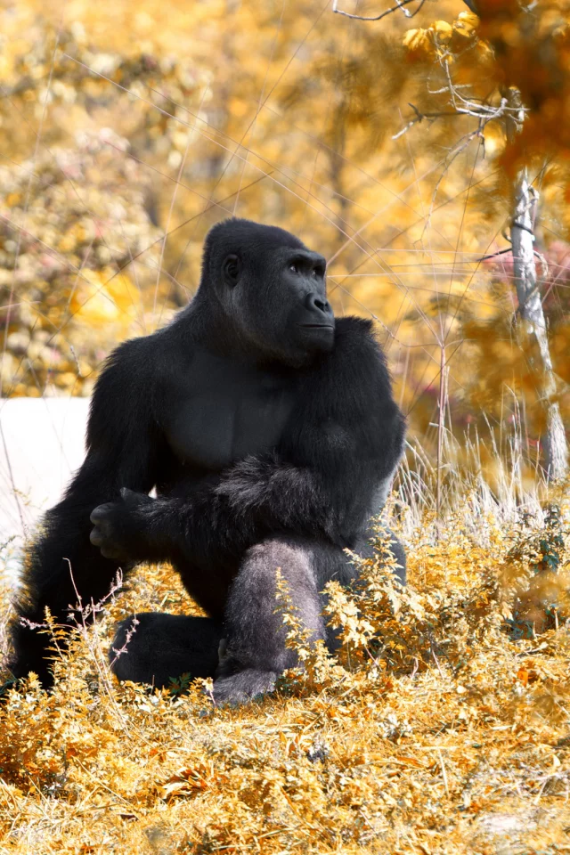this fall and stopped, at the zoo, went to detroit
