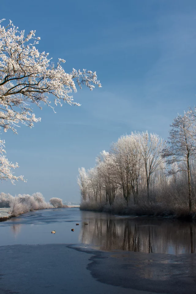 зима, дерево, река, природа