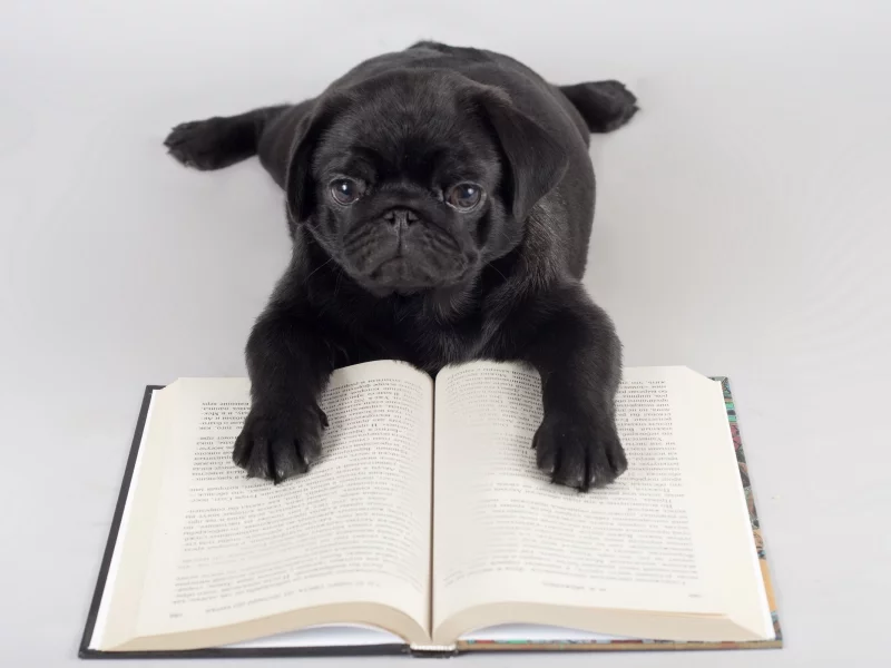 книга, собака, фон