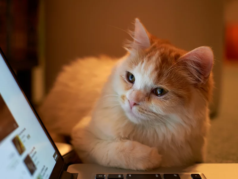 взгляд, ноутбук, котэ
