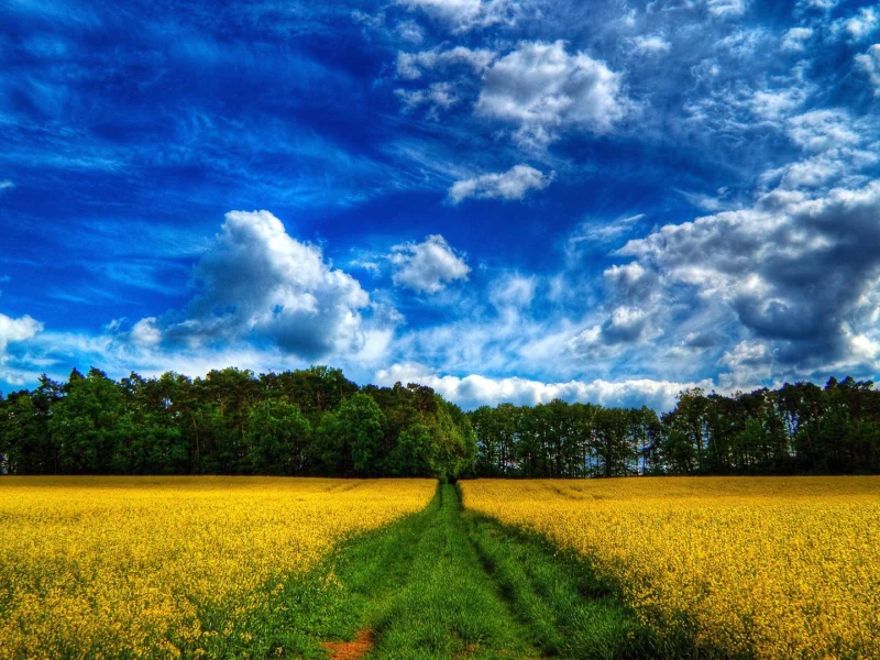 облака, трава, деревья, поле, лес, небо, цветы, дорога