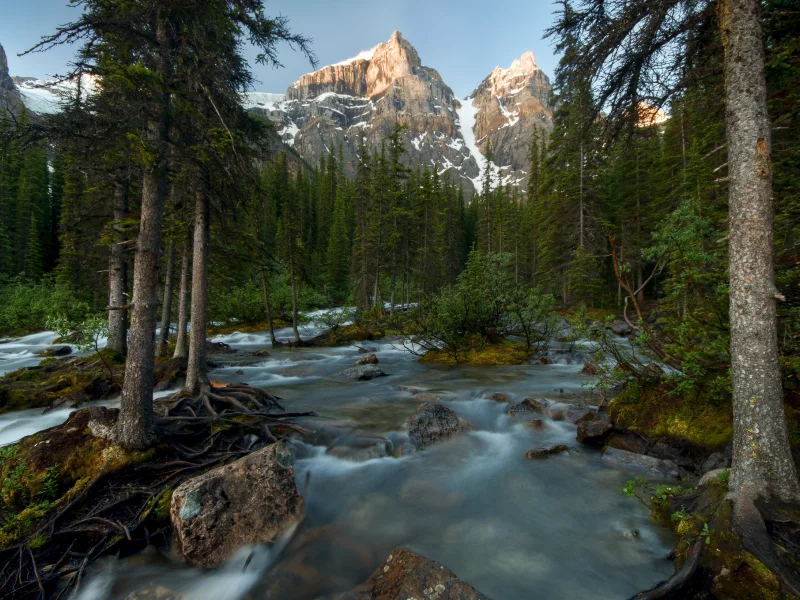 деревья, canada, лес, горы, река, канада, banff national park