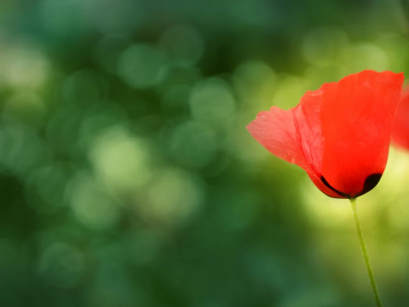 анемона, ветреница, фокус, flowers, текстуры, лепестки, стебель, цветы