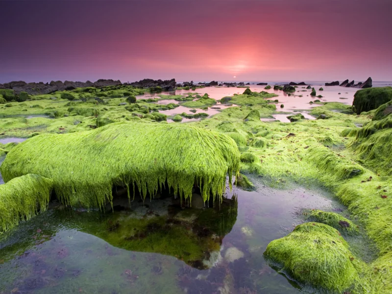 водоросли, небо, море