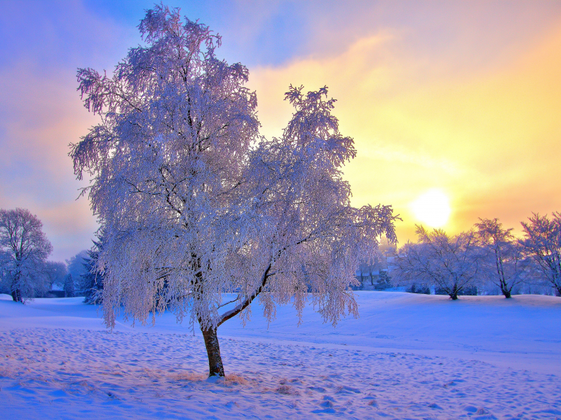 иний, дерево, зима, солнце, природа