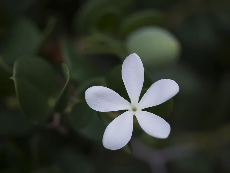 little star, звезда, белая