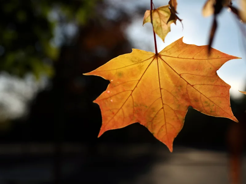 bokeh, листья, leaves, природа, 1920x1280, light, свет, осень, autumn, nature, боке