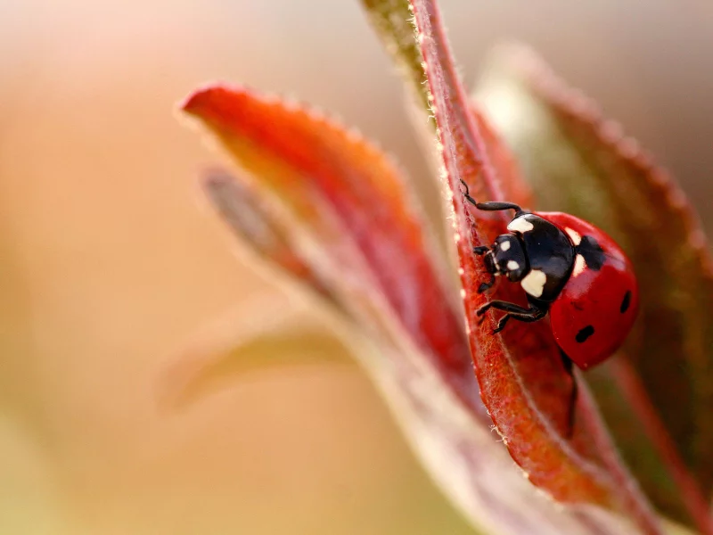 macro, макро, насекомое, растение, лист, божья коровка